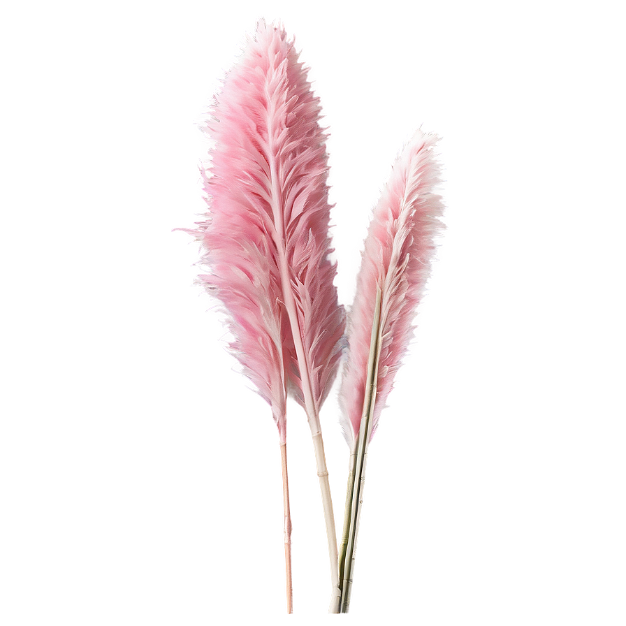 Pink Pampas Stems Png 27