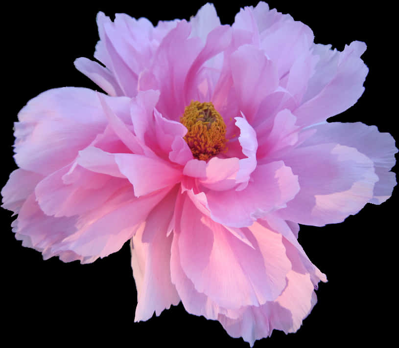 Pink Peony Black Background