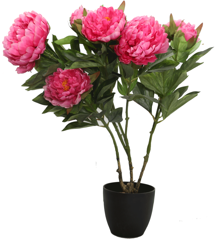 Pink Peony Bouquetin Black Pot