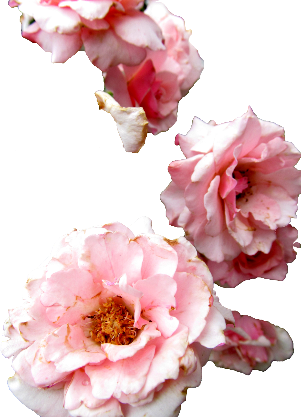 Pink Peony Cluster Transparent Background