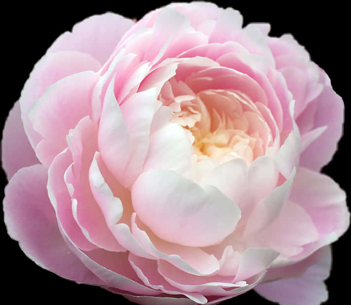 Pink Peony Flower Closeup