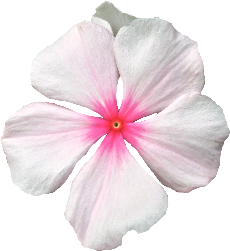 Pink Periwinkle Flower Isolated