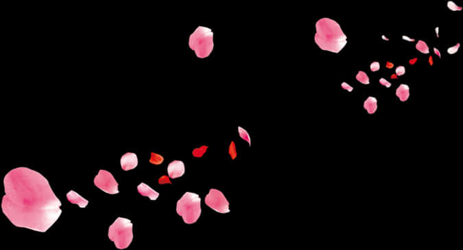 Pink_ Petal_ Scatter_ Black_ Background