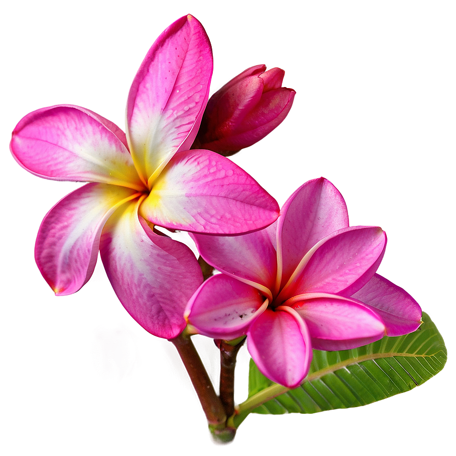 Pink Plumeria Png Nqw