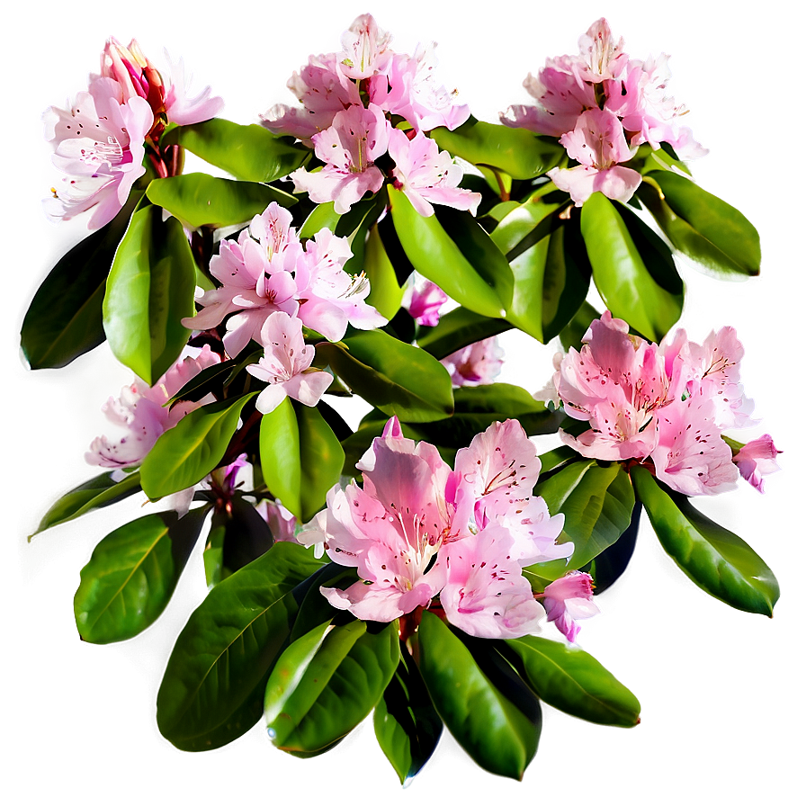 Pink Rhododendron Png Duf