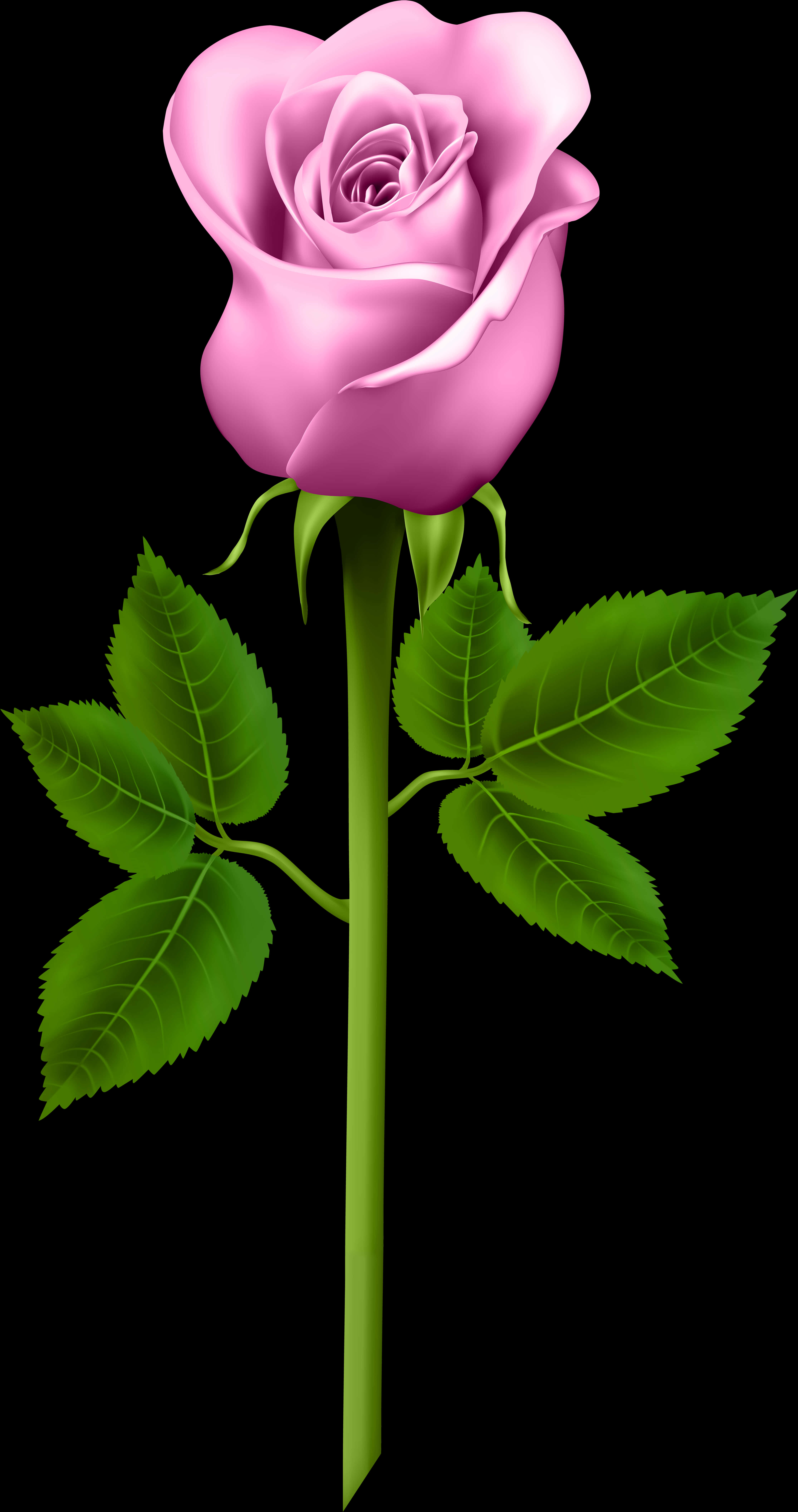 Pink Rose Black Background