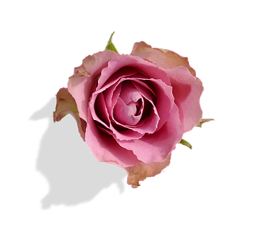 Pink Rose Black Background