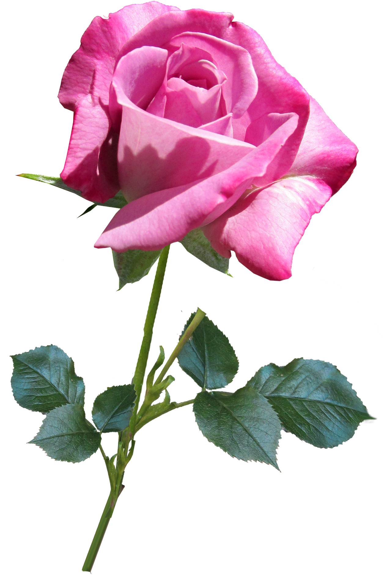 Pink Rose Black Background