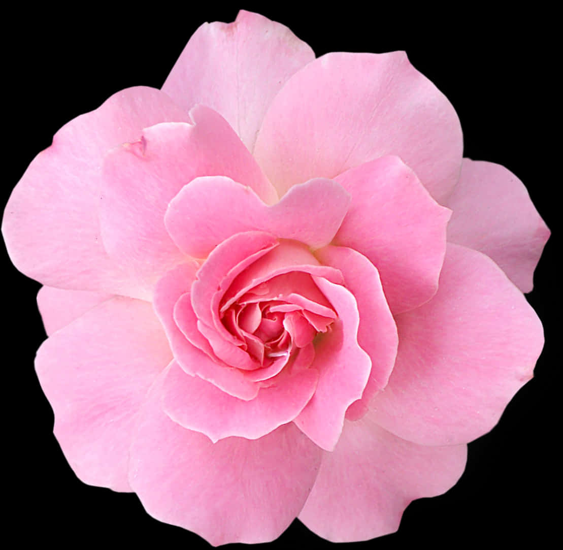 Pink Rose Black Background