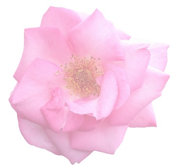 Pink Rose Black Background