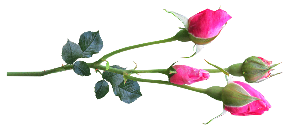 Pink Rose Branch Transparent Background