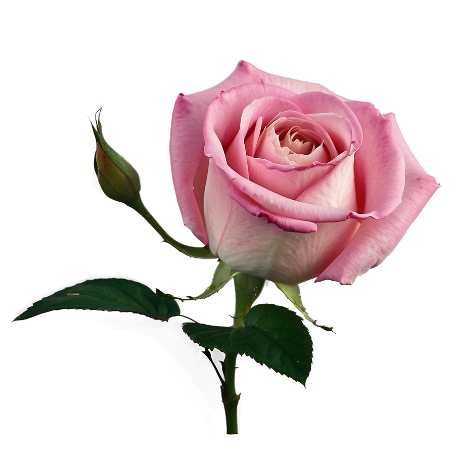 Pink Rose Closeup Png 77