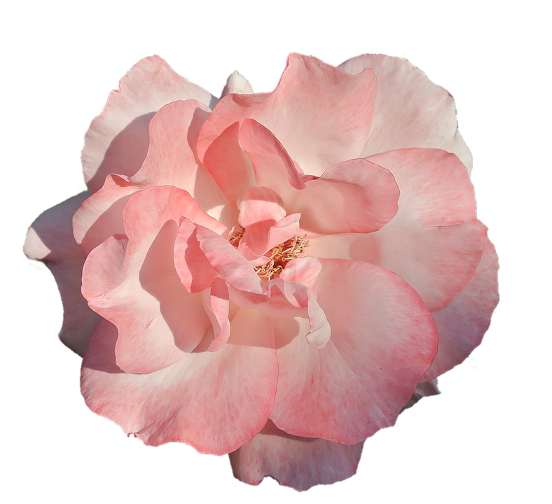 Pink Rose Transparent Background