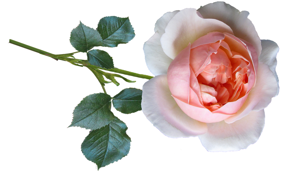 Pink Rose Transparent Background