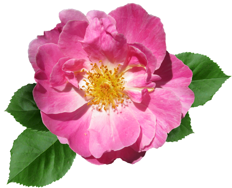 Pink Rose Transparent Background