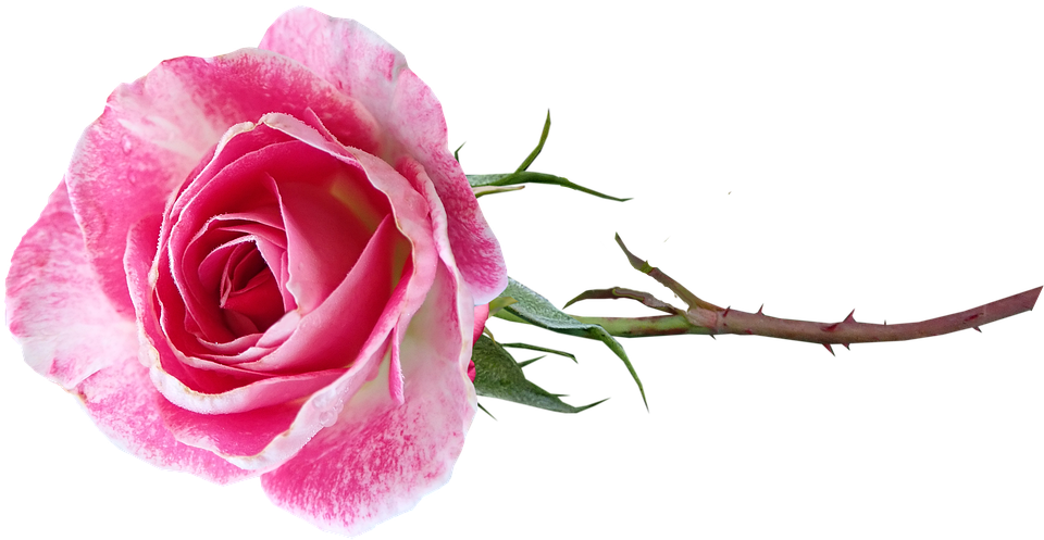 Pink Rose Transparent Background