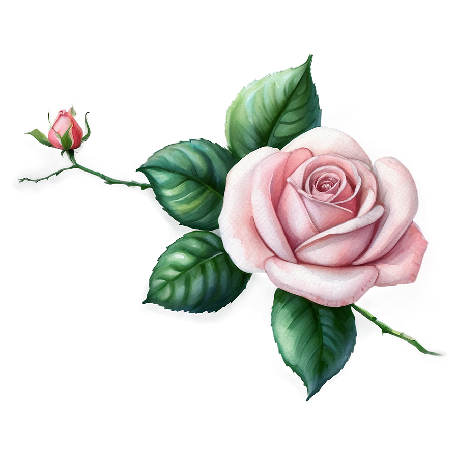 Pink Rose Watercolor Png Vwl99