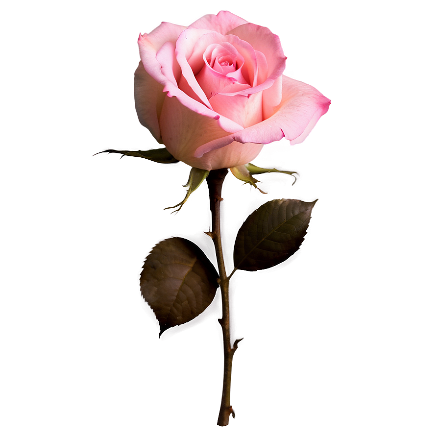 Pink Roses Autumn Glow Png Cpa