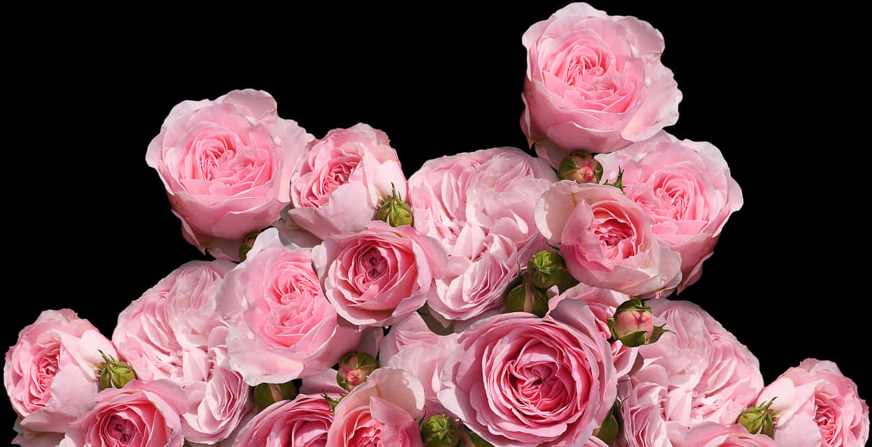 Pink Roses Black Background