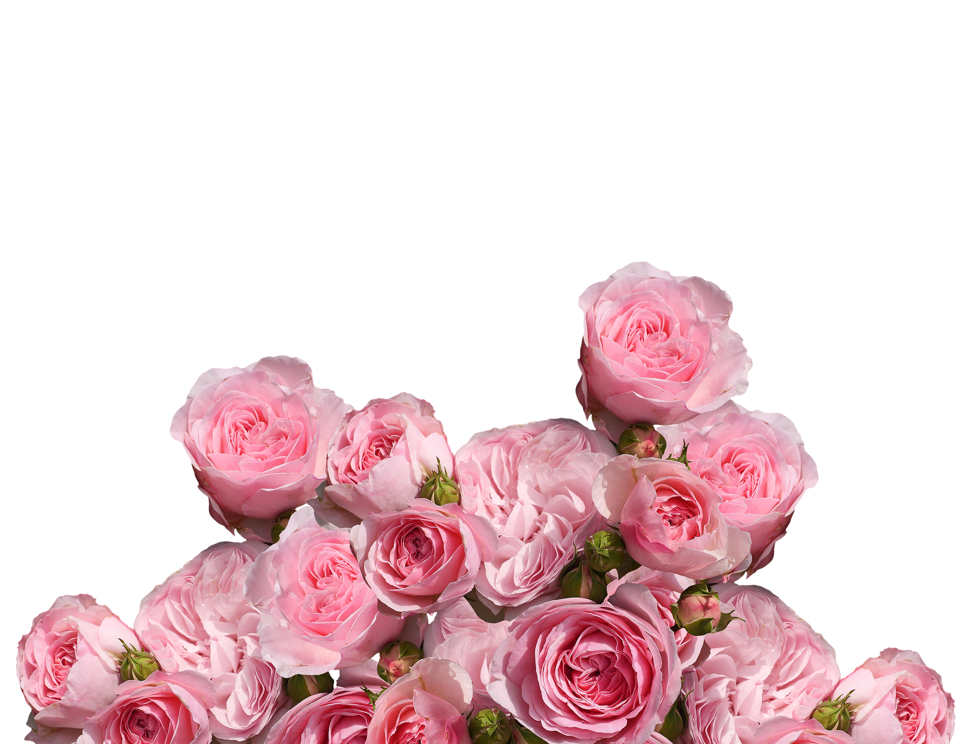 Pink Roses Black Background