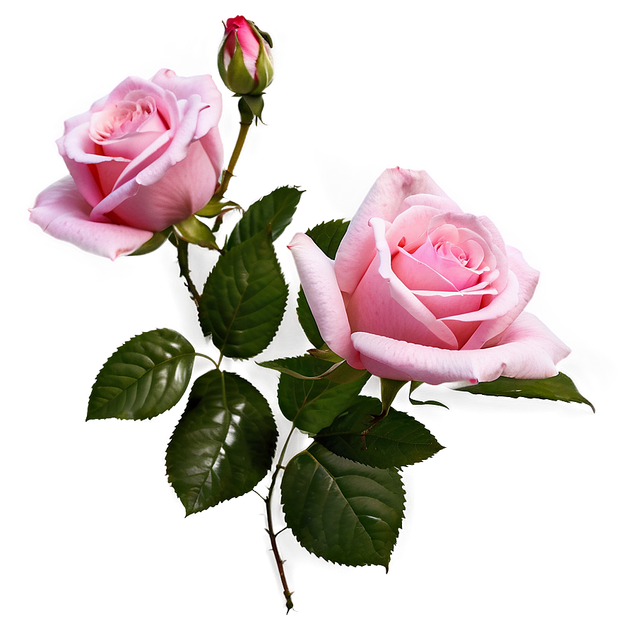 Pink Roses In The Wild Png 59