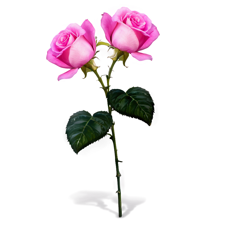 Pink Roses Summer Vibes Png Xth