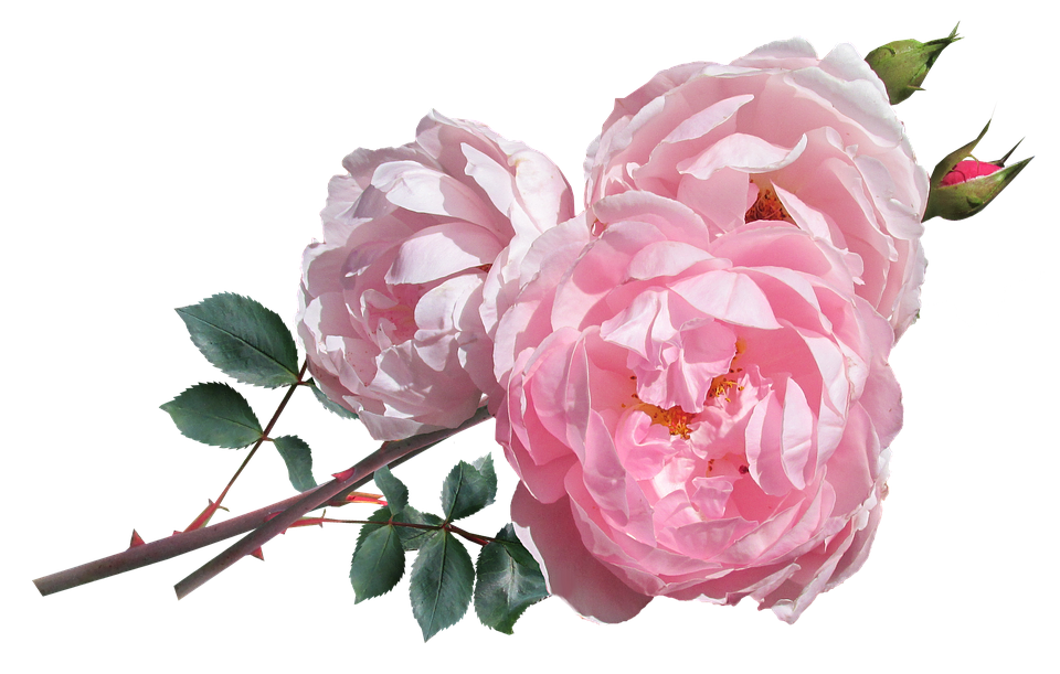 Pink Roses Transparent Background