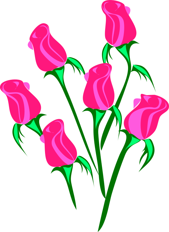 Pink Roses Vector Illustration