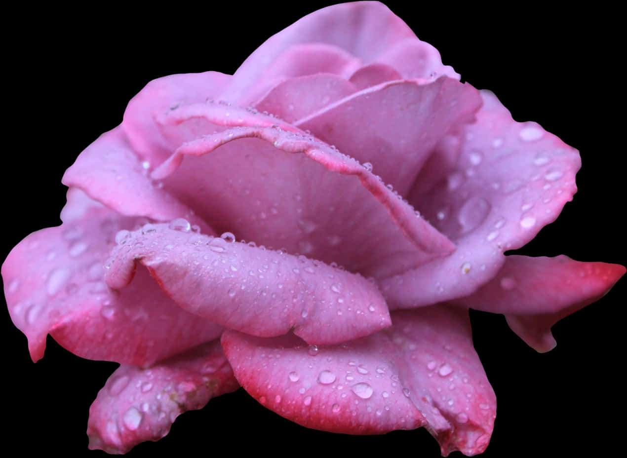 Pink Rosewith Water Droplets