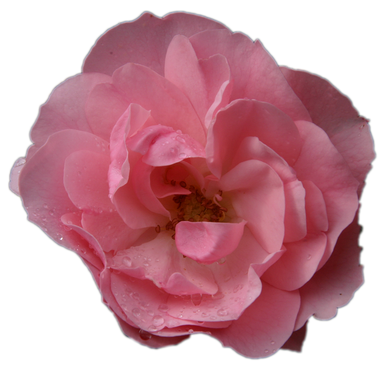 Pink Rosewith Water Droplets.png