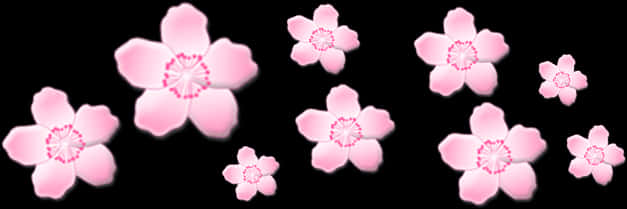 Pink Sakura Blossoms Black Background