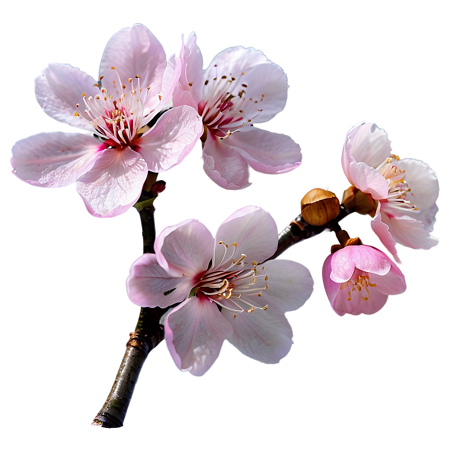 Pink Sakura Flowers Png Qly