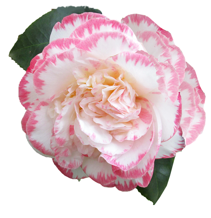 Pink Striped Camellia Flower