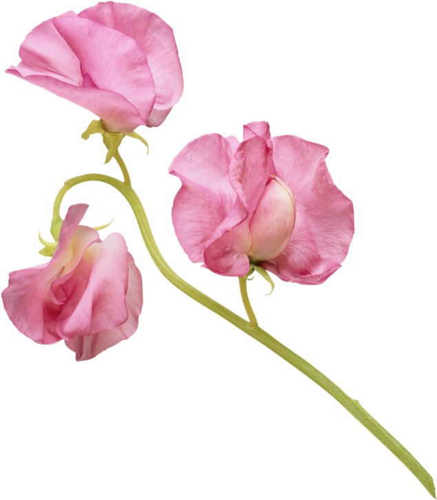 Pink Sweet Pea Flowers