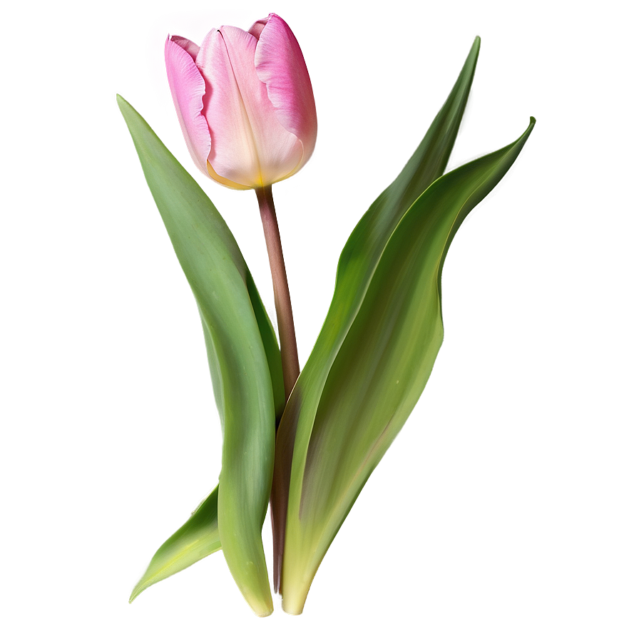 Pink Tulip Delight Png 20