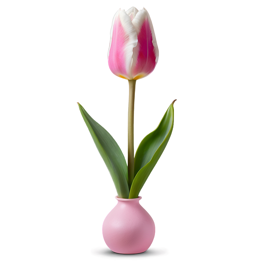 Pink Tulip Delight Png 27