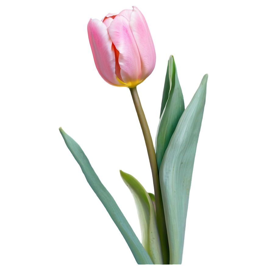 Pink Tulip Png Xts