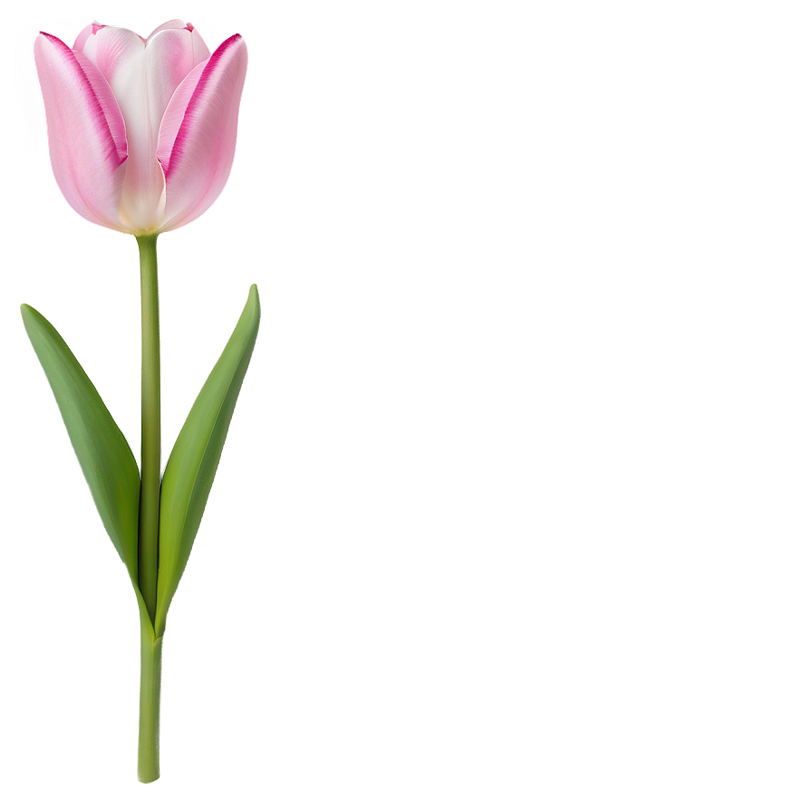 Pink Tulips Png Uxj