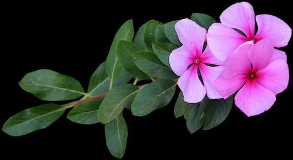 Pink Vinca Flowers Black Background