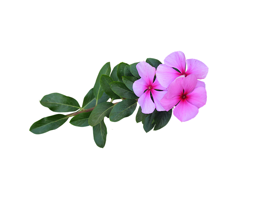 Pink Vinca Flowers Transparent Background