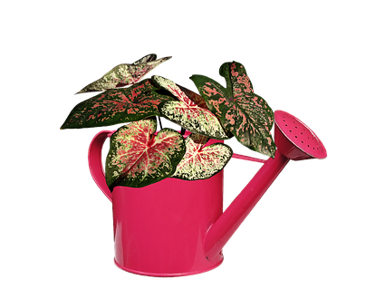 Pink Watering Canwith Variegated Plant