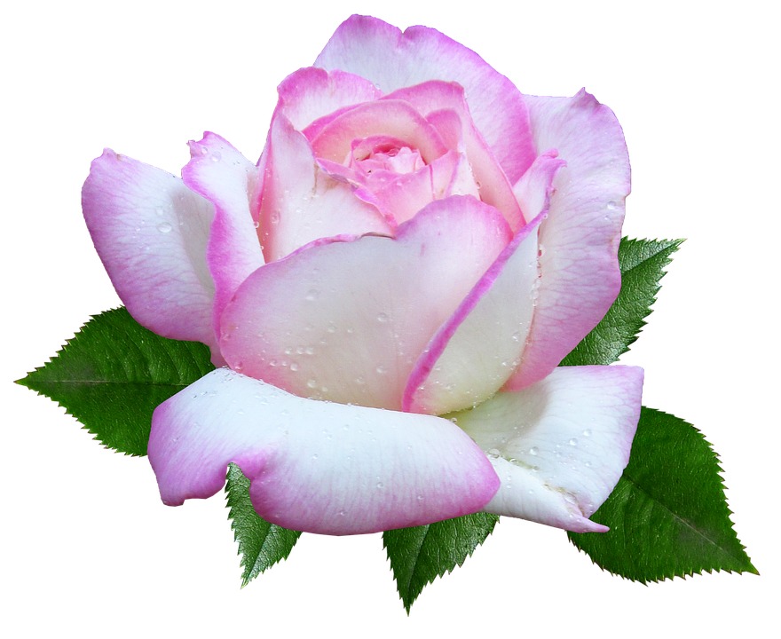 Pink White Rose Dewdrops.png