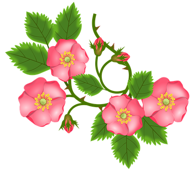 Pink Wild Roses Illustration