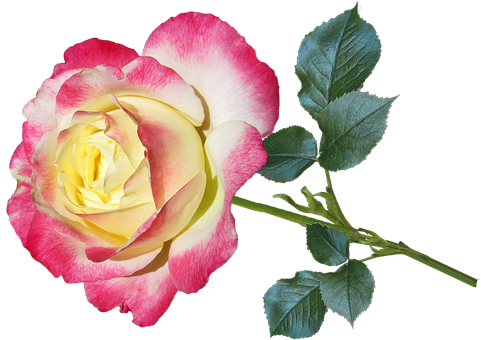 Pink Yellow Rose Black Background