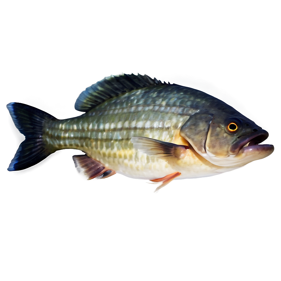 Piranha Fish Png 04292024