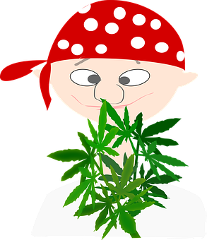 Pirate Cartoonwith Cannabis Leaf