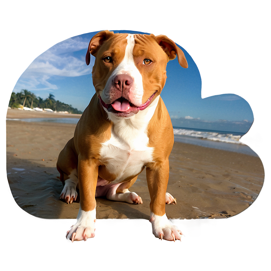 Pitbull At Beach Png 16