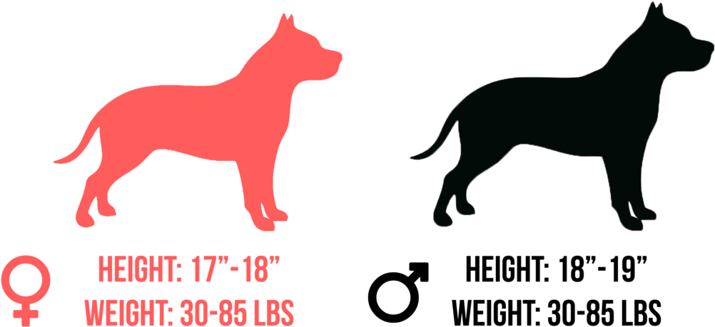 Pitbull Dog Silhouettes Comparison