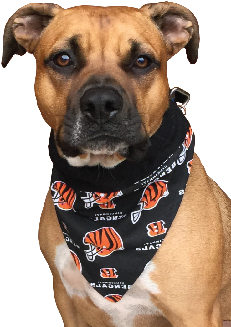 Pitbull Dogin Sports Bandana