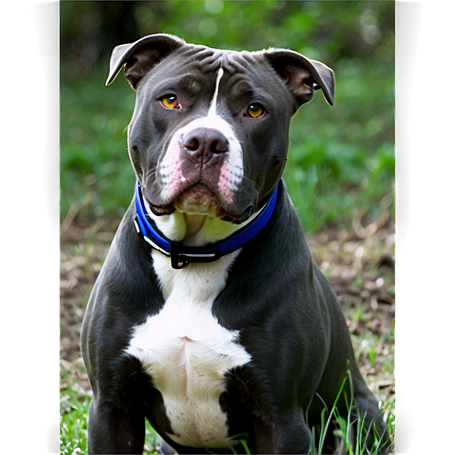 Pitbull In Nature Png Vci